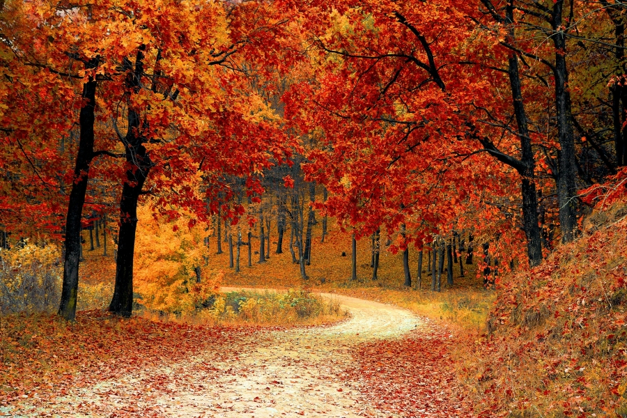 Autumn Wellness for Household Staff: Supporting Your Team Through the Seasons